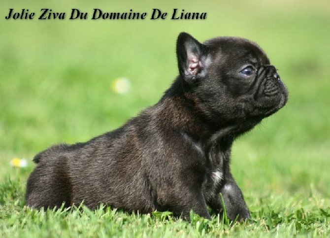 De La Vallée Des Marsouins - Jolie Ziva du Domaine de Liana