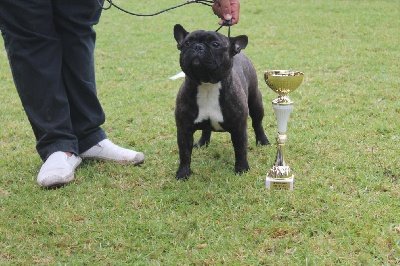 De La Vallée Des Marsouins - Résultats Exposition canine avec C.A.C.S 2013