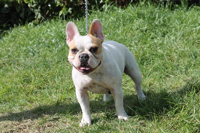 De La Vallée Des Marsouins - Ginger à 17 mois
